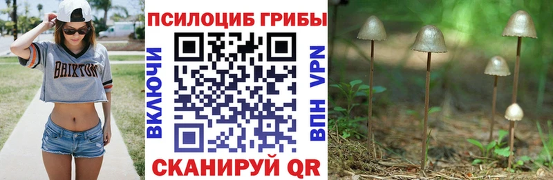 Купить закладки  Заволжье  Галлюциногенные грибы прущие грибы 